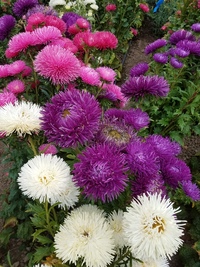 Idyll Extra Mix China Aster
