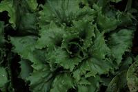 Jack Ice (Lettuce)