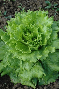 Jester Verde (Lettuce)