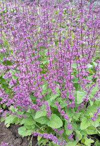 Judean Purple Sage (Salvia/Sage)