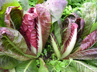 Late Red Treviso/Treviso Rosso di Tardivo Chicory