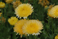 Lemon Pastel Calendula