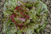 Leopard (Lettuce)