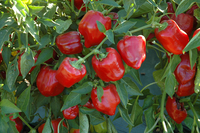 Little Bells (Peppers)