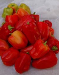 Little Bells (Peppers)