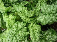 Long Standing Bloomsdale (Spinach)