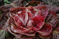 Late Lusia/Lusia di Tardiva Chicory
