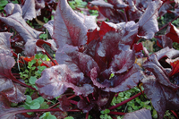 MacGregor's Favorite Beet (Beet Leaf-Chard)