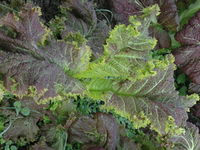 Magma (Mustard: Indian)