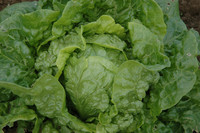 Manoa (Lettuce)