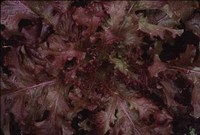 Mascara (Lettuce)