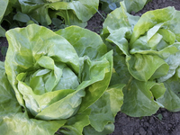 Meriviglia d' Inverno Lettuce