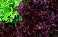 Merlot (Lettuce)