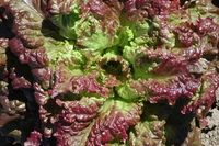 New Red Fire (Lettuce)