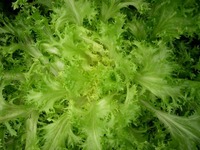 Nina (Endive & Escarole)