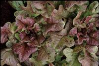 Oaky Red Splash (Lettuce)