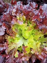 Oaky Dokey Lollo Lettuce