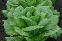 Olga (Lettuce)