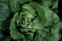 Optima (Lettuce)