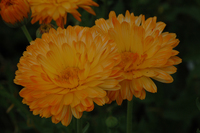 Orange Sherbet Calendula