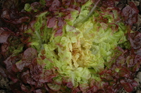 Oscarde (Lettuce)