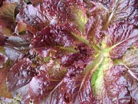 Outstanding (Lettuce)