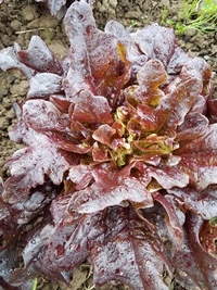 Oxblood Oak Lettuce