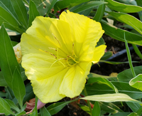 Ozark Sundrop Oenothera