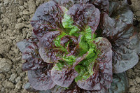 Pandero Lettuce