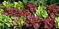 Philosopher�s Mix (Lettuce)