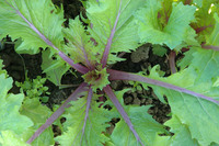 Pink Lettucy (Mustard: Japonica)