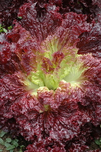 Pinot (Lettuce)