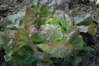 Pirat (Lettuce)