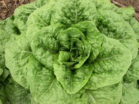 Plato II (Lettuce)