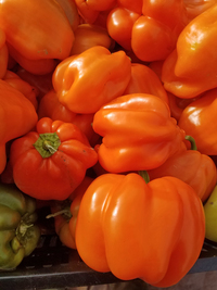 Pleated Tangerine Peppers