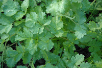 Pokey Joe Cilantro