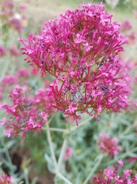 Pretty Betsy Centranthus