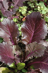 Purple Rapa Pop Mix (Mustard: Japonica)