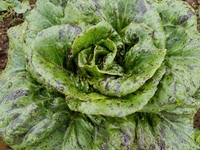 Rana Lettuce