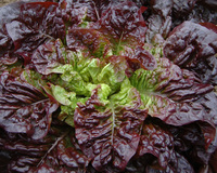 Red-Earred Butterheart (Lettuce)