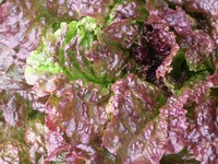 Red Sails (Lettuce)