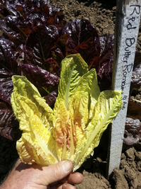Red Butter Romaine Lettuce