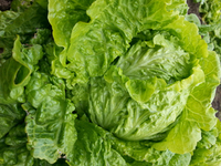 Robinhood Mix Lettuce