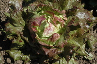 Rosencrantz (Lettuce)