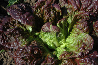 Rubens Romaine Lettuce