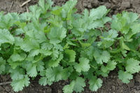 Santo (Cilantro)