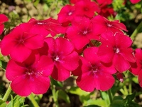 Scarlet Phlox