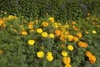 Shades of Gold Mix (Marigolds)