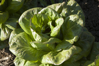 Soulie Lettuce