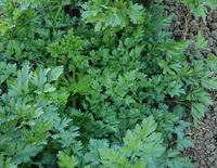 Splendid Parsley
